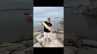 Амурский желтощек сегодня утром порадовал меня #рыбалка #fishing #like #хабаровск #рек #shorts