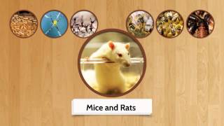 Cherrybrook Pest Control | Call 0417 251 911