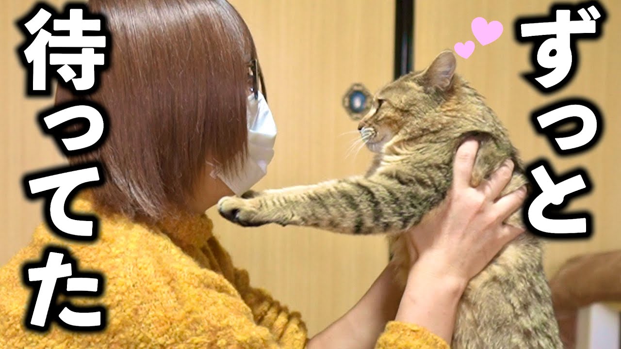 庭に住みついた野良猫を家猫へ#22【半日ぶりの再会が嬉しくて大喜び