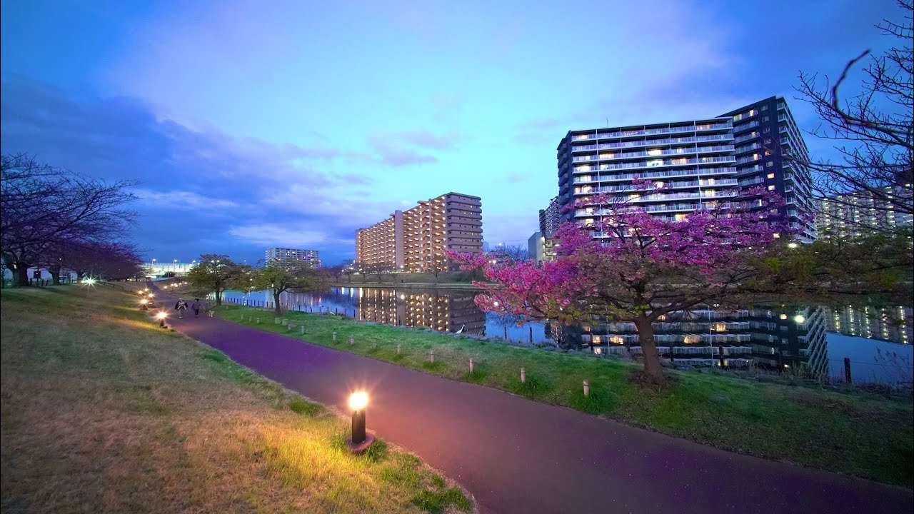 [幻想的]旧中川の河津桜とスカイツリー夜桜散歩｜東京・下町の春の訪れ2026.03