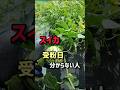 スイカ、受粉日分からない人