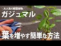 【ガジュマルの剪定の仕方】葉っぱを簡単に増やす方法【植物やさんが徹底解説!】