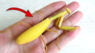 金色螳螂的一生！The life of a golden mantis