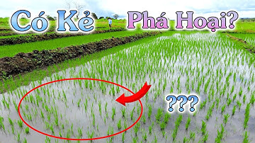 Linh Philip || Ruộng Lúa Đột Nhiên Bị Rụng Lá Và Mất Nhiều Cây, Chuyện Gì Đang Xảy Ra Vậy???