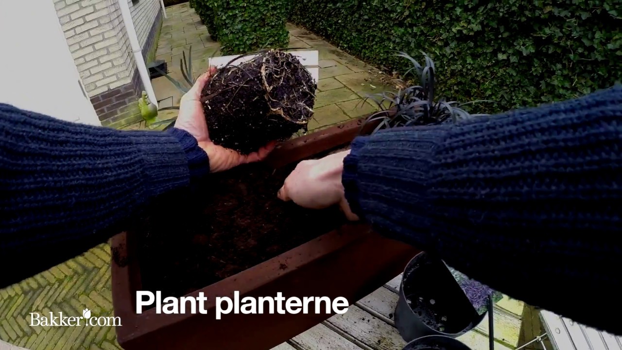 Havetips: Sådan skaber du en miniprærie