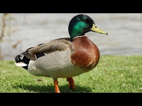 იხვზე ნადირობა | Ixvze nadiroba 4