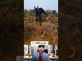 الذئاب حاصروه لكنه صدمهم وهرب اكسبلور Smartphone دويتو ضحك معلومات Funny رمله ترند الذئاب حاصروه لكنه صدمهم وهرب اكسبلور Smartphone دويتو ضحك معلومات Funny رمله ترند