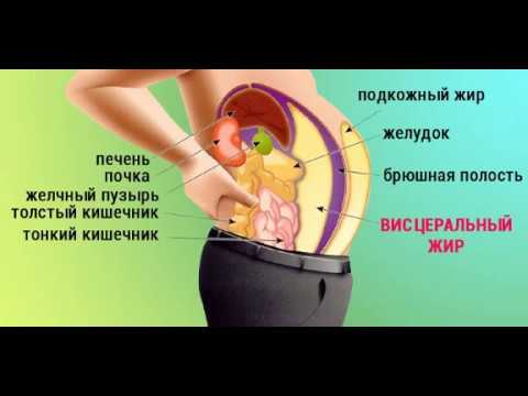 Подраздел 1: Различия висцерального и подкожного жира