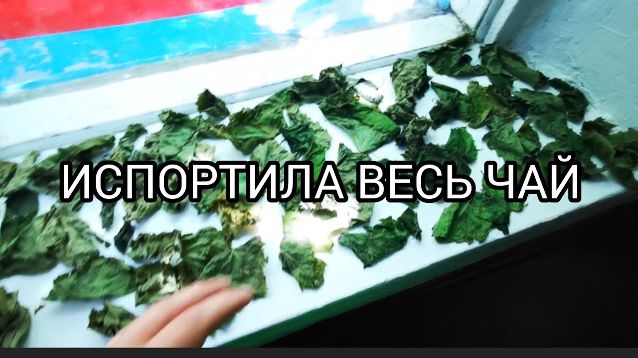 178  с севера на юг из города в деревню / 8 июня / Огородные .