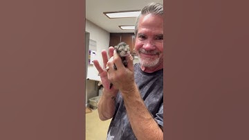 Tiny Kitten Won’t Stop Snuggling His Rescuer’s Beard | The Dodo