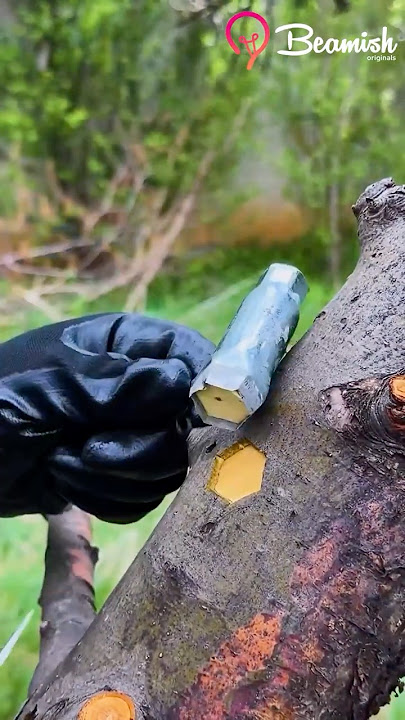 Spring tree grafting method 🌱 #grafting #spring #plants