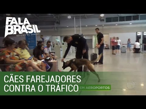 Vídeo: Rev Up seus passeios Ho-Hum com cão Parkour