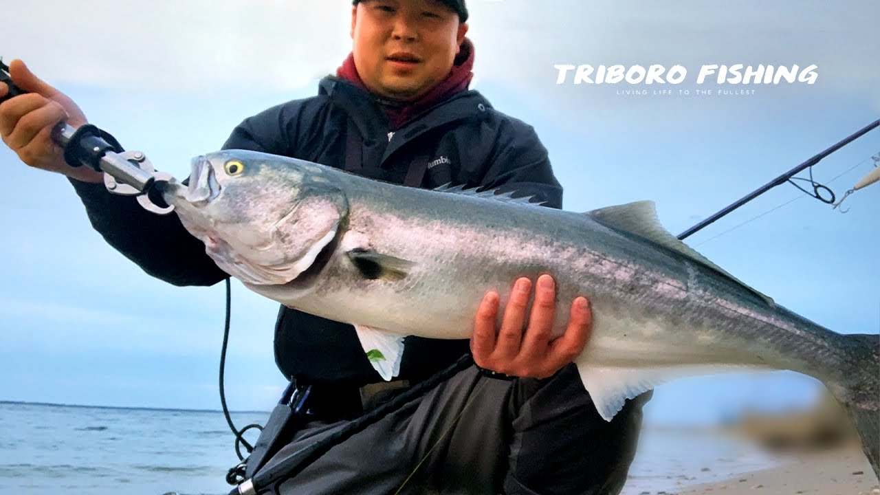 15 Pounder Gator Blues on Topwater Plugs | NJ Spring Run Surf Fishing