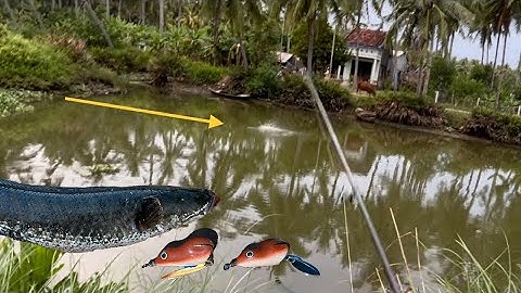 Câu lure cá lóc sông, liên tục lên cá khủng táp mồi giật cả mình, snakehead fishing lure