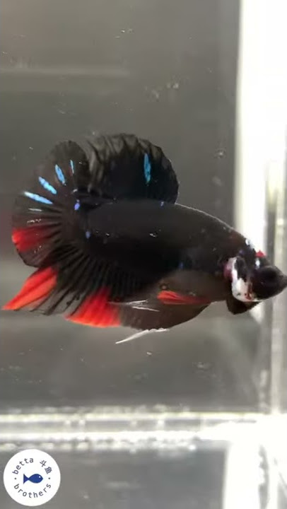 HMPK Betta - Avatar (Pre-Scaling)