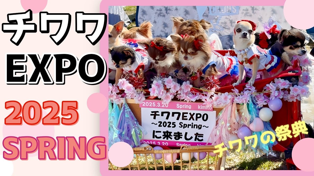 【チワワEXPO 2025 SPRING】今年もチワワ好きにはたまらないイベントに行ってきました！