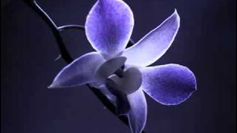 تلاوة راائعة جدا من سورة إبراهيم للشيخ محمد البراك