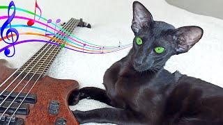 Oriental Cat Wants to Be a Musician by Oriental Cats Rexton & Bella 2,660 views 2 years ago 1 minute, 3 seconds