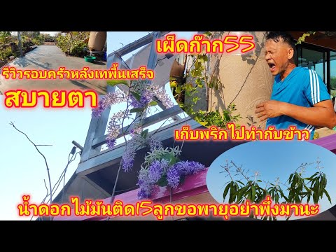 รีวิวงานเทปูนพื้นถนนหน้าห้องครัว&เก็บพริกไปทำกับข้าว&อัปเดตความคืบหน้า รีวิวงานเทปูนพื้นถนนหน้าห้องครัว&เก็บพริกไปทำกับข้าว&อัปเดตความคืบหน้า