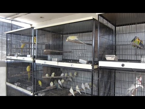 ringneck parrot cage for sale