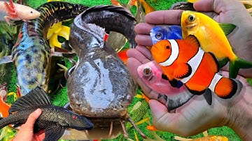 Video Bắt Cá Cảnh Đẹp Trong Ao Nhỏ, Cá Trê Vàng, Cá Koi, Cá Sấu, Nemo, Lươn, Bạch Tuộc