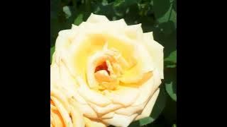 Sanding Gusti Yesus . Lagu Rohani Bahasa Jawa