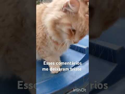 #Shorts ##GATO #FLOKYNHO