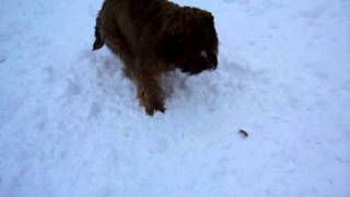 briard Noodles du jardin Borenzi 7 months.MOV by gewoondirk 85 views 12 years ago 1 minute, 30 seconds