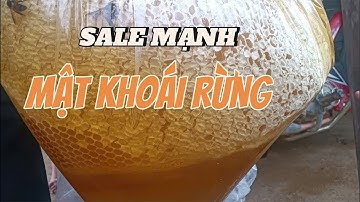 Tổ Ong Khoái Rừng Lai Châu/ 0394313273