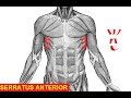 The Origin, Insertion, Nerve Supply, Action of Serratus Anterior Muscle