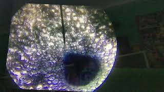 Celery Under A Microscope (with Blue Food Colouring)