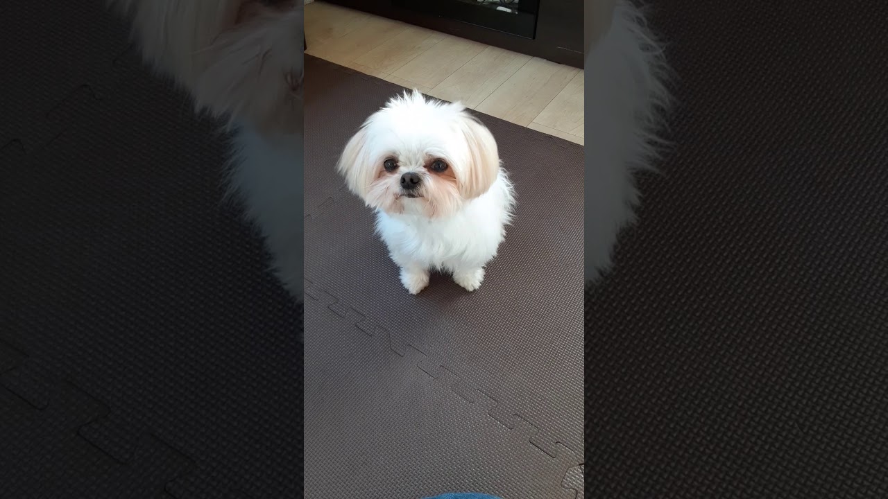 ミックス犬兄弟 話を聞く姿がcute Youtube ミックス犬兄弟 話を聞く姿がcute Youtube