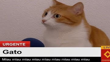 CATS: Unstoppable Chaos and Crazy Smart Antics 😹 🤣