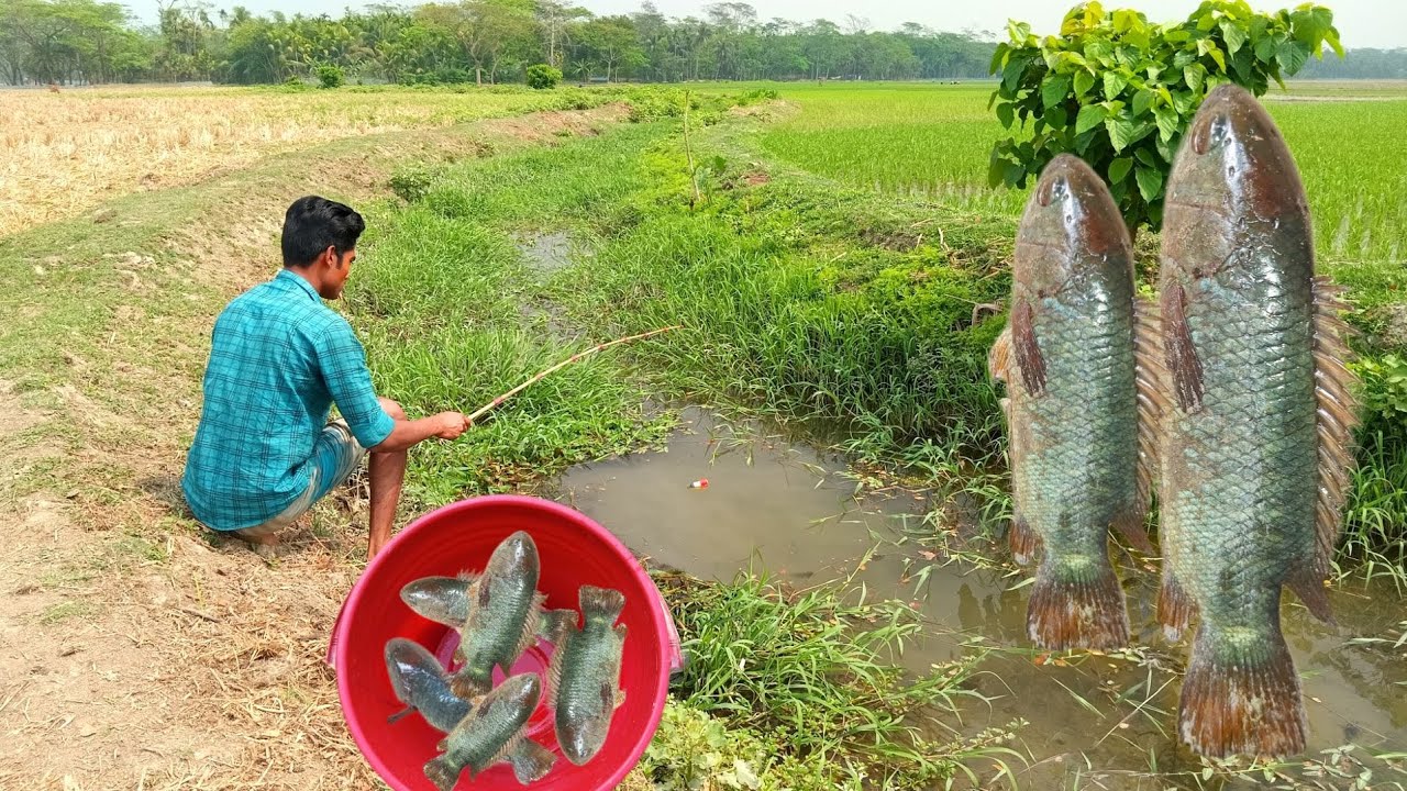 Amazing hook fishing in field canal