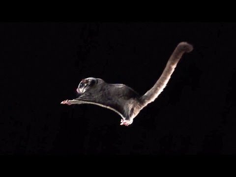 Cute Sugar Glider In Slow Motion | Earth Unplugged
