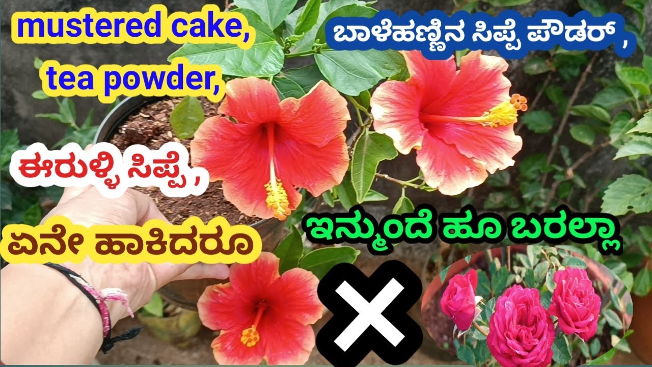 ಇನ್ಮುಂದೆ ಯಾವ fertilizer ಹಾಕಿದರೂ ಹೂ ಬರಲ್ಲ\plant care tips\how to get maximum flowers\gardening tips \