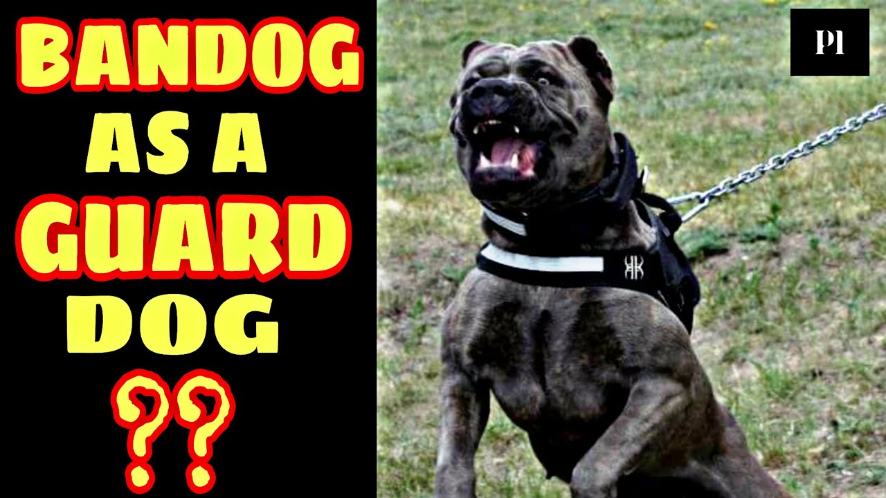 Are Bandogs Good Family Dogs