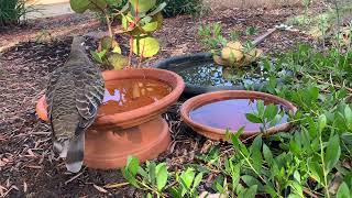 2nd December busy birdbath