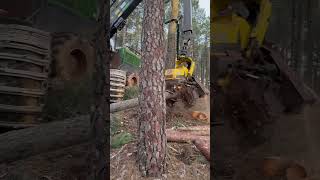 Perfect Tree Cut With The John Deere Harvester 1270G #Harvester #Johndeere #Tree #Wood #Viral #Love