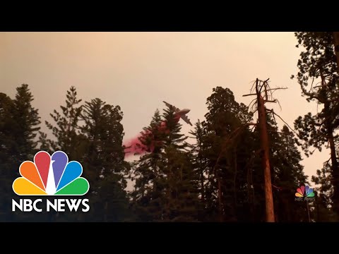 Yosemite National Park Sequoias کو بچانے کے لیے شدید لڑائی