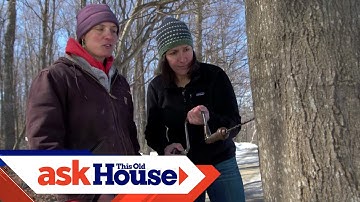 How to Make Maple Syrup | Ask This Old House