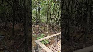 SL03 - Mangrove at Pantai Cunang #travel #malaysia #tanjungsepat