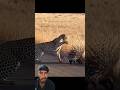 How Porcupine Quills Really Work #facts #animals #respecta #viralvideo #snake #funny #sadanimalfacts