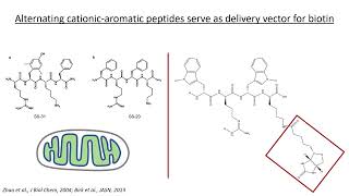 Mitochondria - Targeted Biotinylated Peptides for Tissue Regeneration and Repair