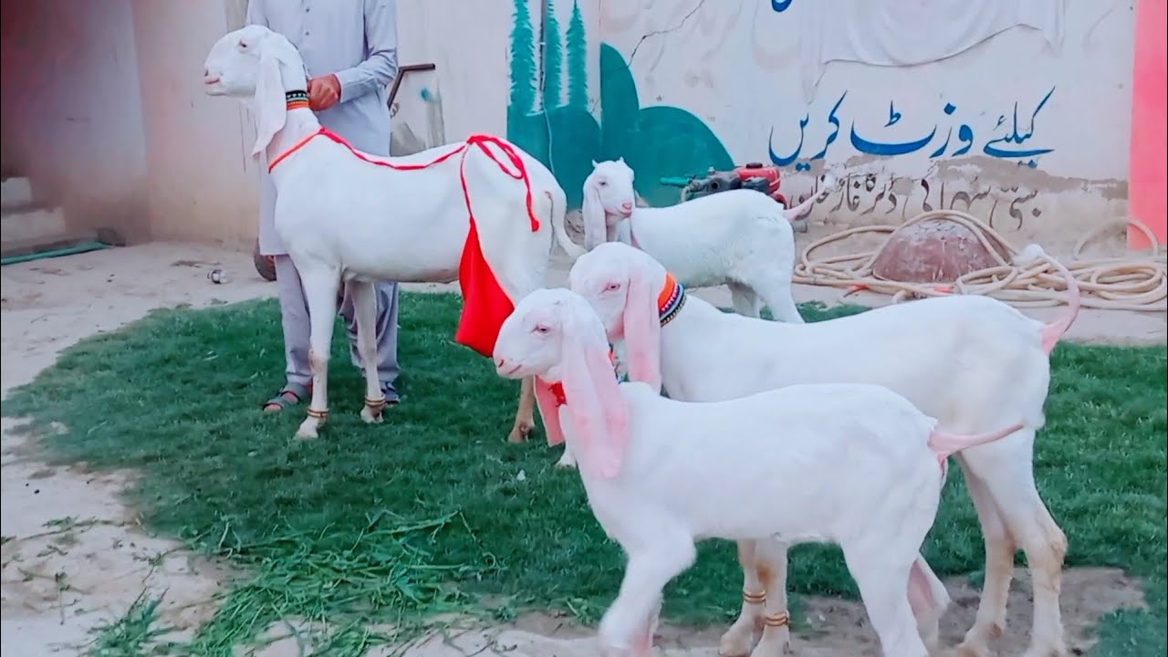 Pakistan Rajan Pakistan Ki Top Class Rajan Puri Gulabi Bakriayn And three Kids ...