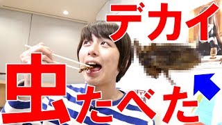 ※閲覧注意※タガメ食べたらあのフルーツの味だった！【毎日19時！立石学園】
