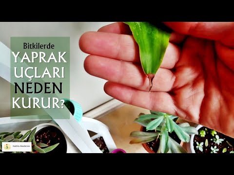 Video: Chlorophytum Yaprakları Sararır: Ana Nedenler. Yaprakların Uçları Kışın Evde Kurursa Ne Yapmalı?