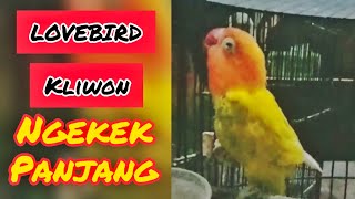 lovebird ngekek panjang 3 menit tiada lawan, nafas panjang, sangat cocok untuk masteran