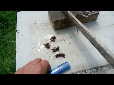 Видео: Контрол срещу насекоми: как да се отървем от стършели