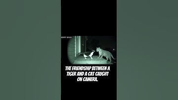 The friendship between a tiger and a cat caught on camera #explore